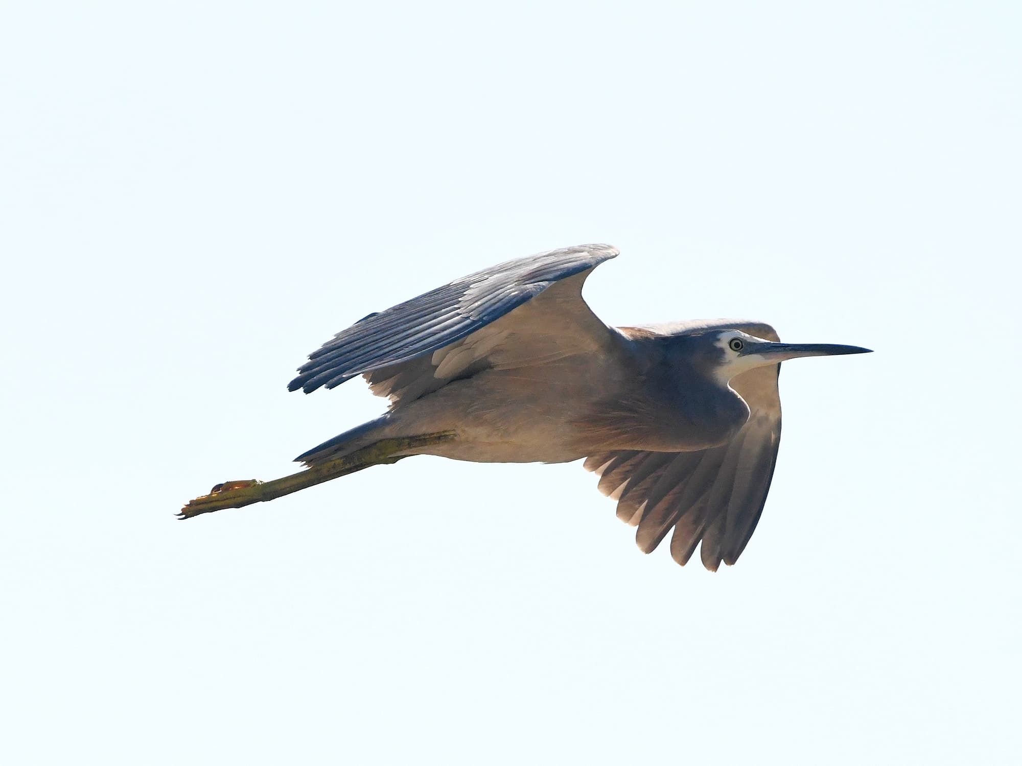 White-faced Heron (Egretta novaehollandiae), Alice Springs Sewage Ponds NT © Dorothy Latimer
