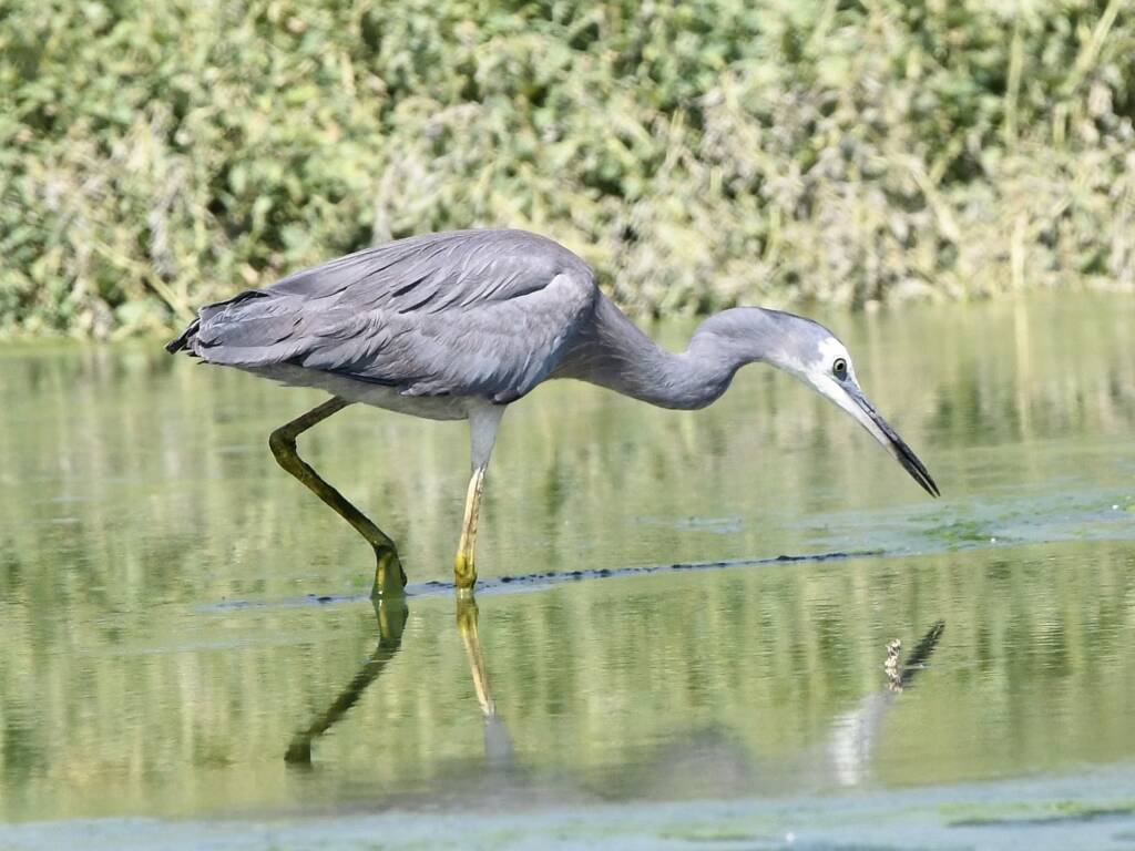 White-faced Heron (Egretta novaehollandiae), Alice Springs Sewage Ponds NT © Dorothy Latimer