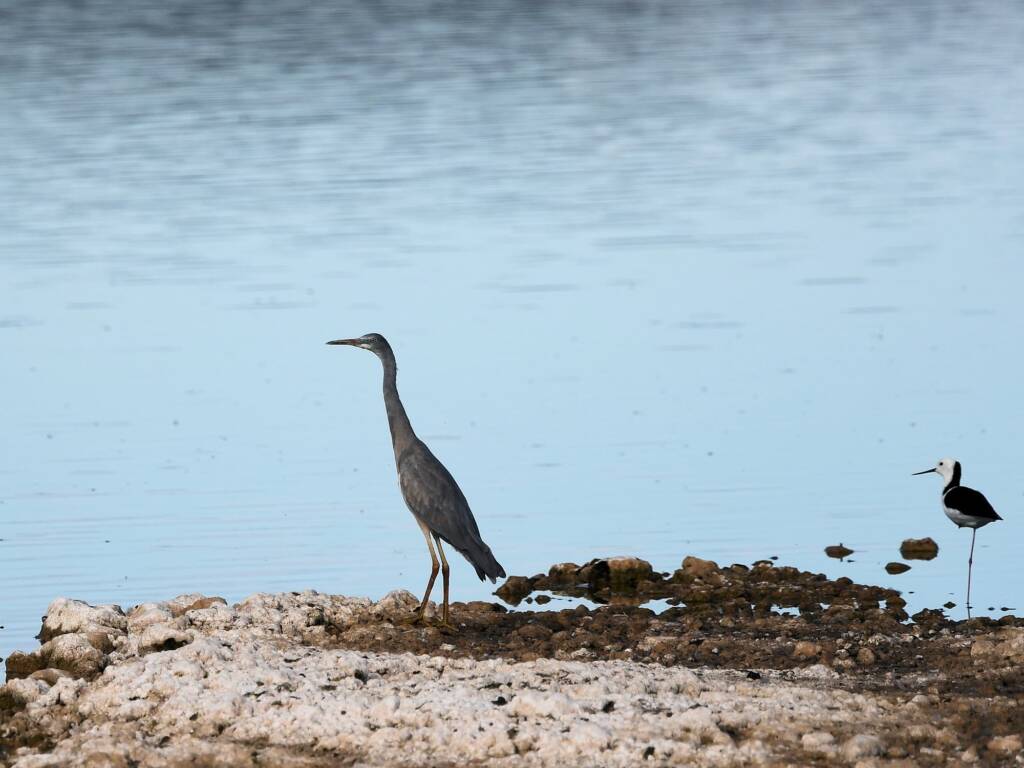 White-faced Heron (Egretta novaehollandiae) and Pied Stilt (Himantopus leucocephalus), Alice Springs Sewage Ponds NT © Dorothy Latimer