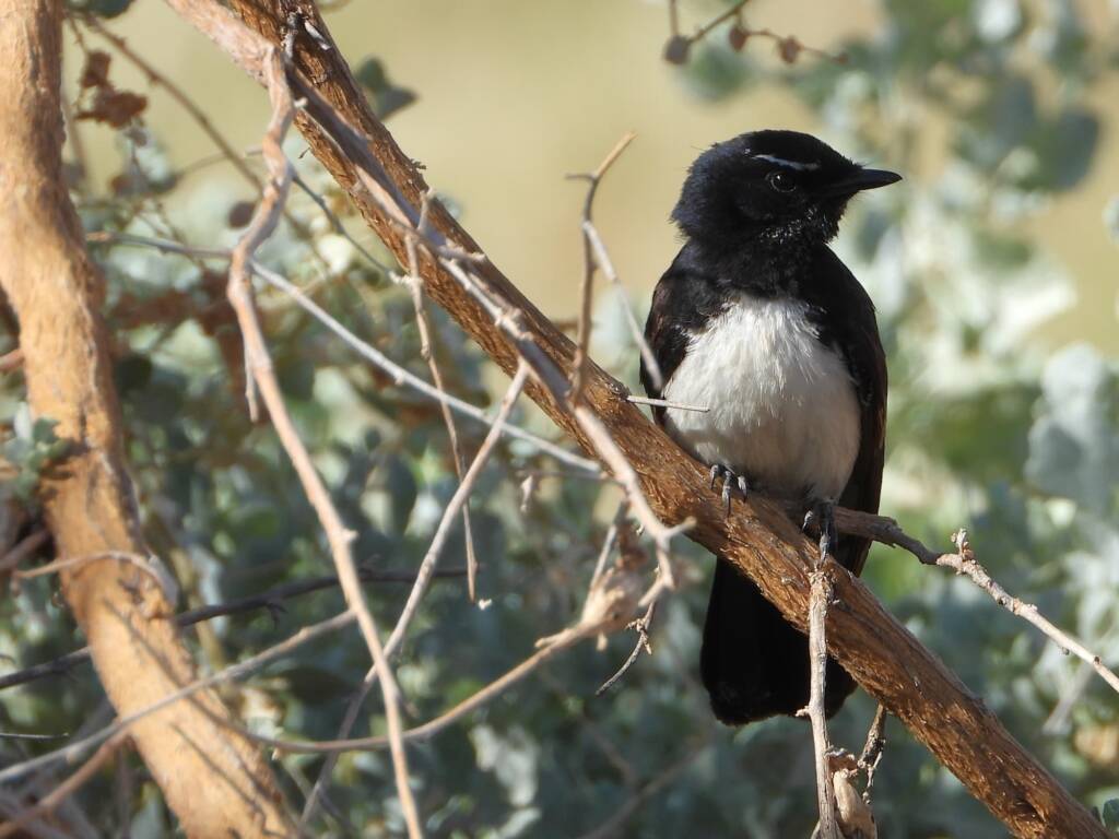 Willie Wagtail (Rhipidura leucophrys), Alice Springs Sewage Ponds, NT © Dorothy Latimer