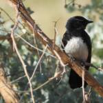 Willie Wagtail (Rhipidura leucophrys), Alice Springs Sewage Ponds, NT © Dorothy Latimer