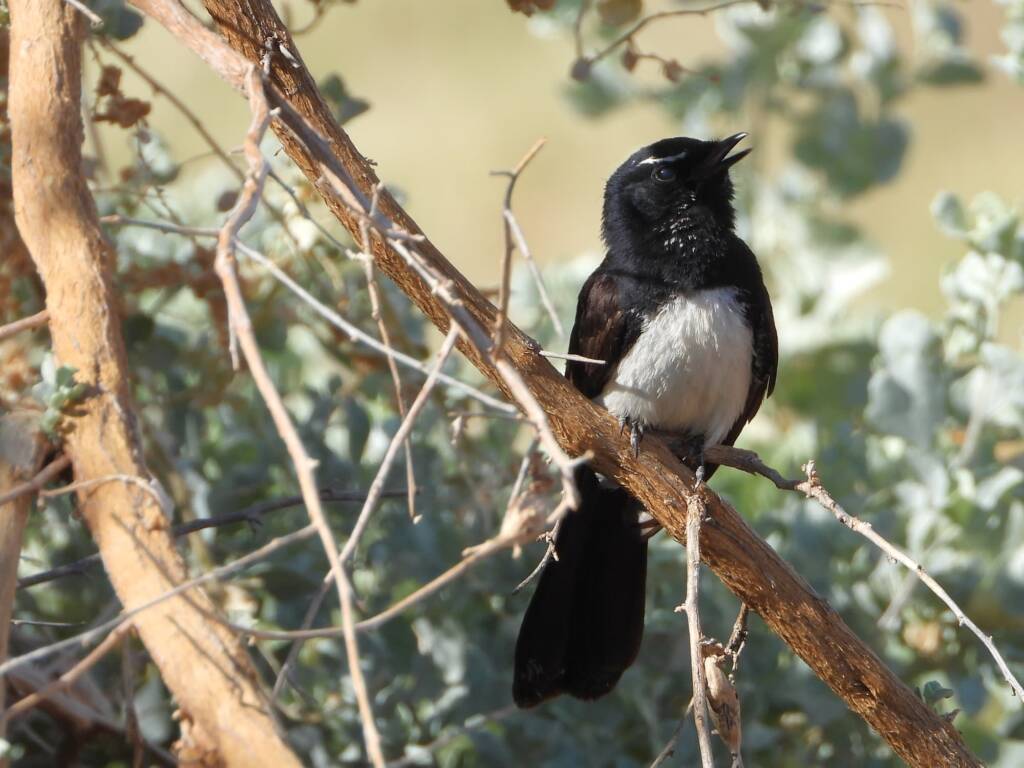 Willie Wagtail (Rhipidura leucophrys), Alice Springs Sewage Ponds, NT © Dorothy Latimer