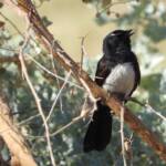 Willie Wagtail (Rhipidura leucophrys), Alice Springs Sewage Ponds, NT © Dorothy Latimer