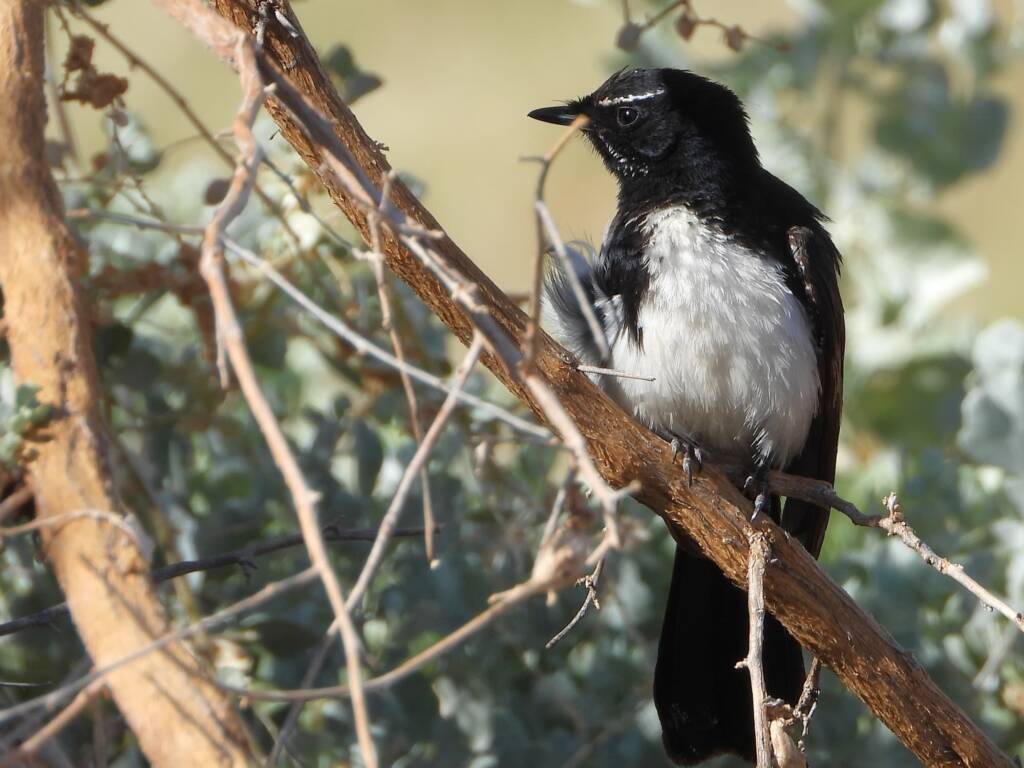 Willie Wagtail (Rhipidura leucophrys), Alice Springs Sewage Ponds, NT © Dorothy Latimer