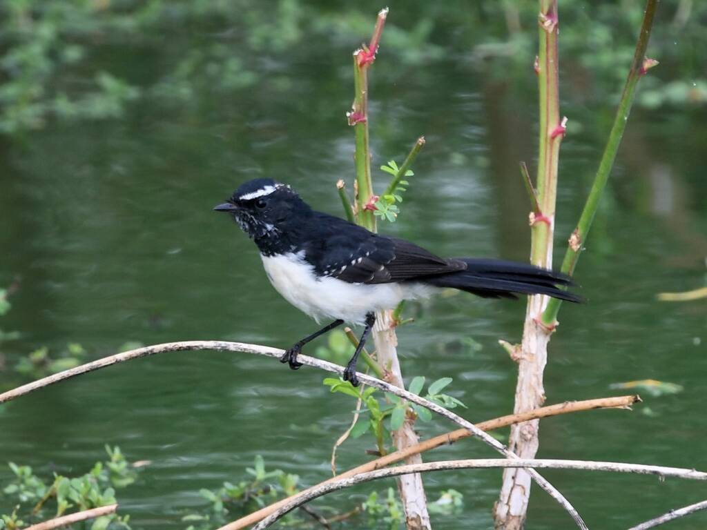 Willie Wagtail (Rhipidura leucophrys), Alice Springs Sewage Ponds, NT © Dorothy Latimer