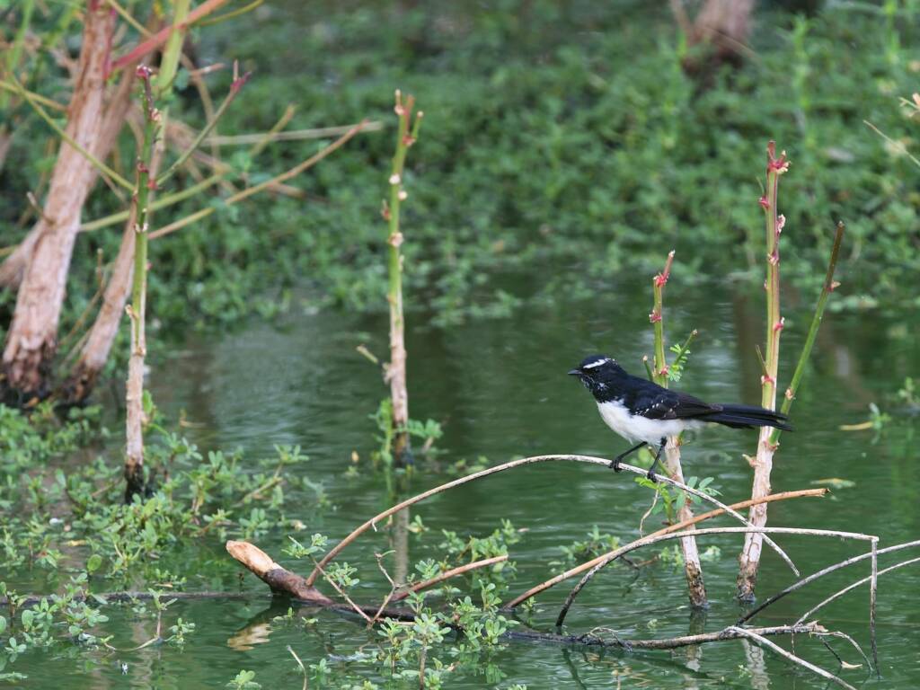 Willie Wagtail (Rhipidura leucophrys), Alice Springs Sewage Ponds, NT © Dorothy Latimer