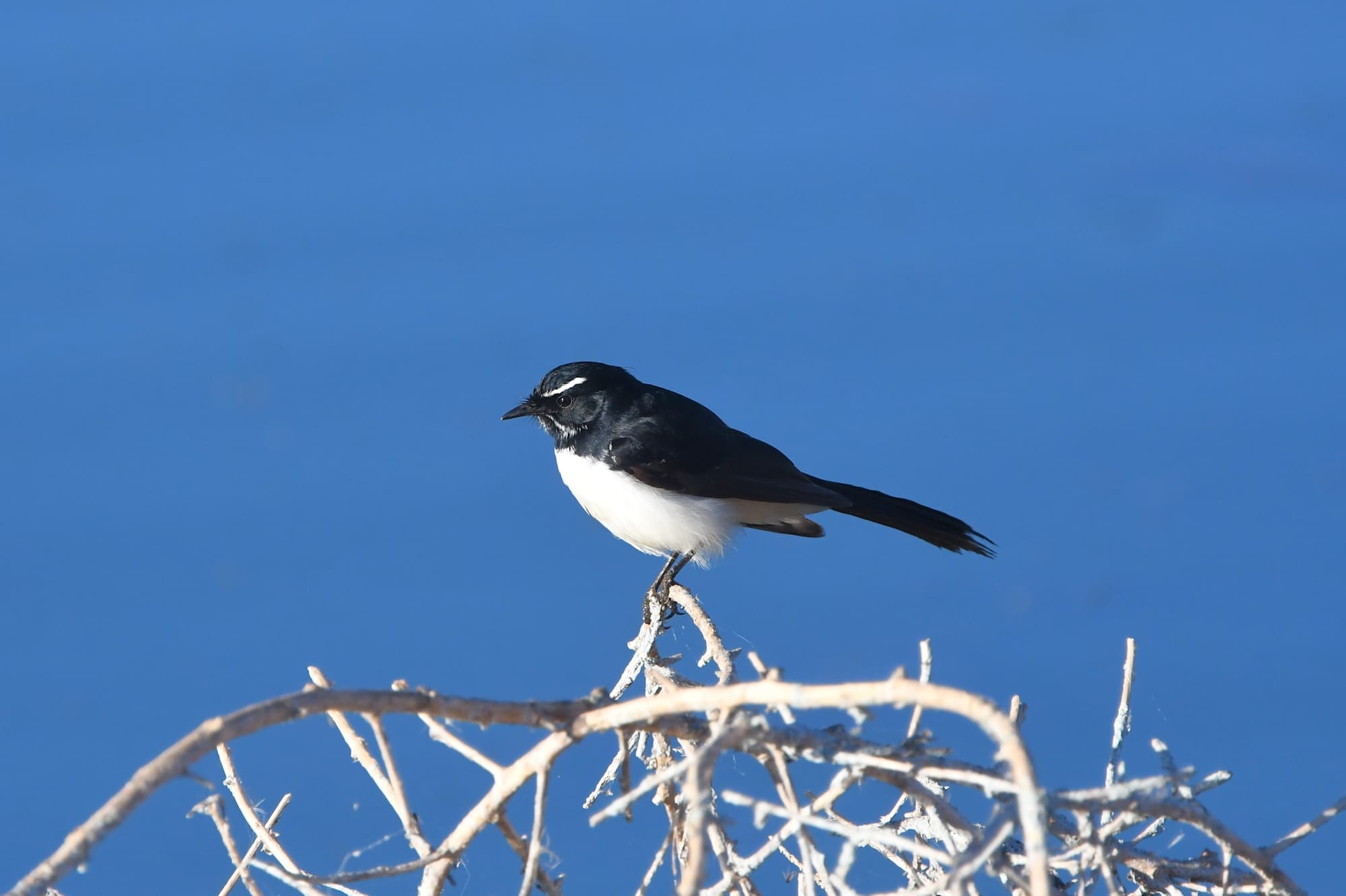 Willie Wagtail (Rhipidura leucophrys), Alice Springs Sewage Ponds, NT © Dorothy Latimer