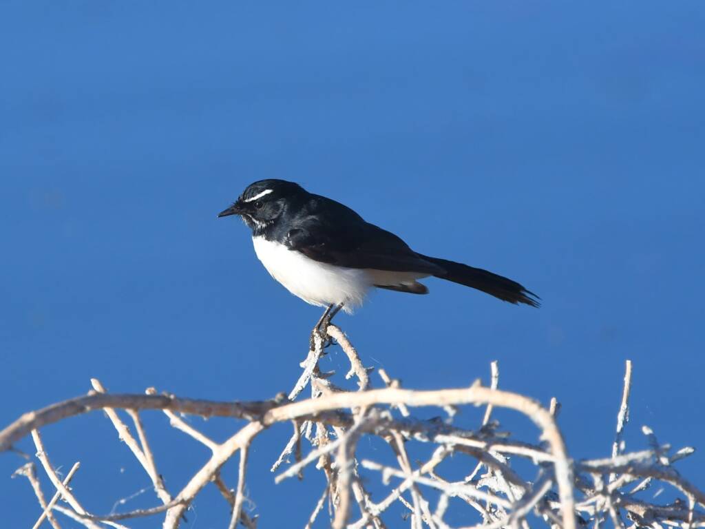 Willie Wagtail (Rhipidura leucophrys), Alice Springs Sewage Ponds, NT © Dorothy Latimer