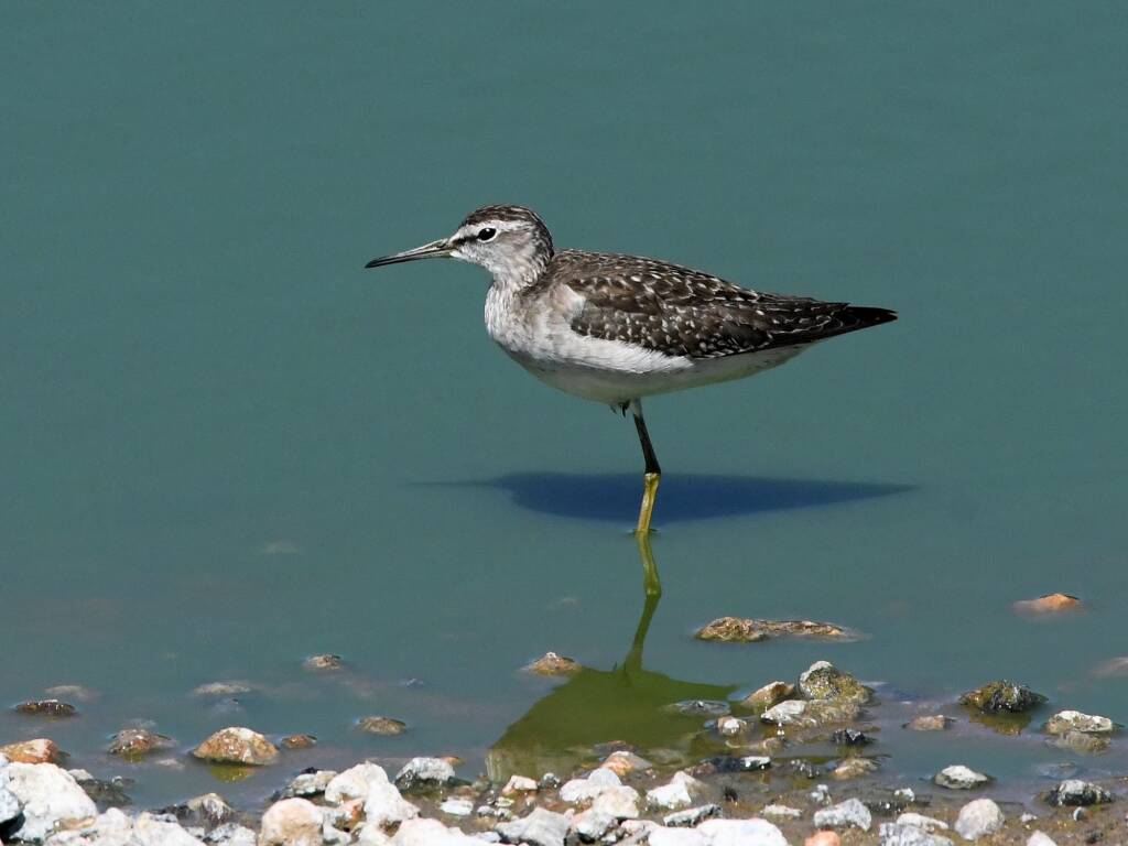 Wood Sandpiper (Tringa glareola), Alice Springs Sewage Ponds NT © Dorothy Latimer