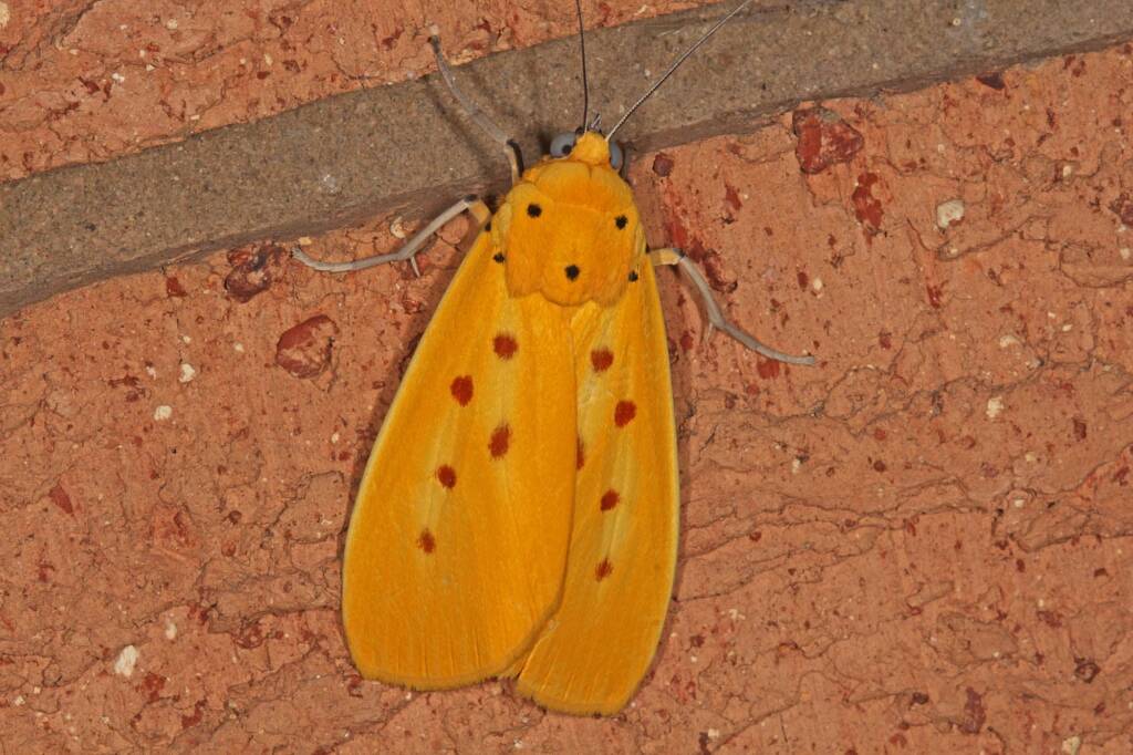 Yellow Tiger Moth (Agape chloropyga), Goodna QLD © Marc Newman