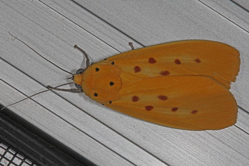 Yellow Tiger Moth (Agape chloropyga), Goodna QLD © Marc Newman