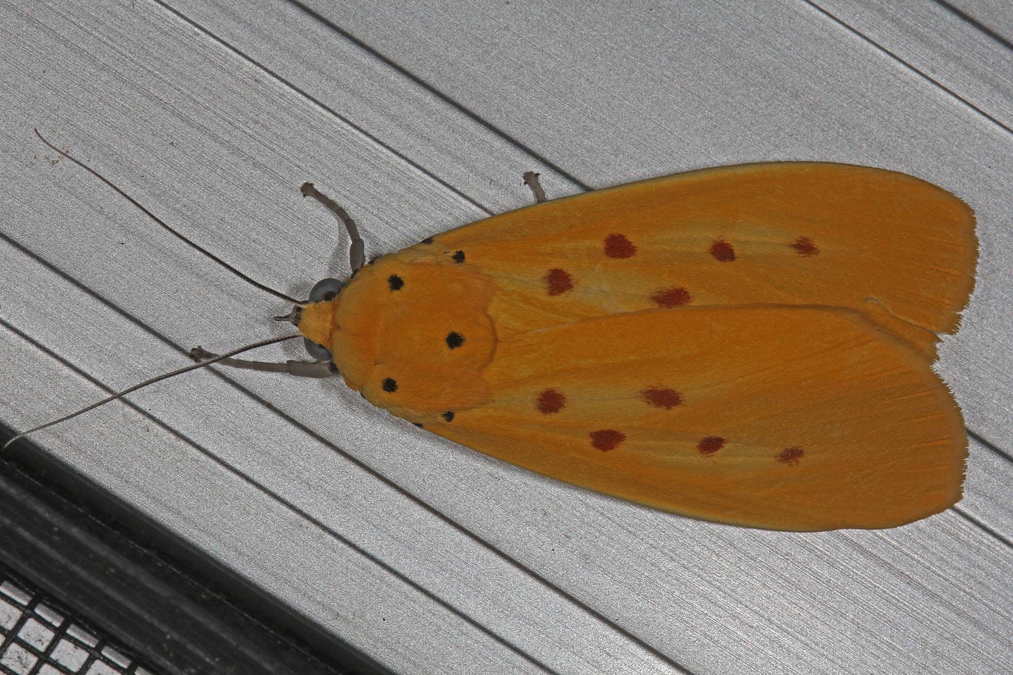 Yellow Tiger Moth (Agape chloropyga), Goodna QLD © Marc Newman