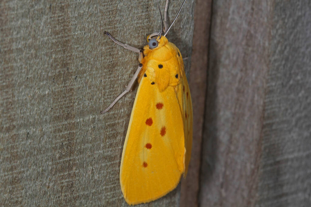 Yellow Tiger Moth (Agape chloropyga), Goodna QLD © Marc Newman