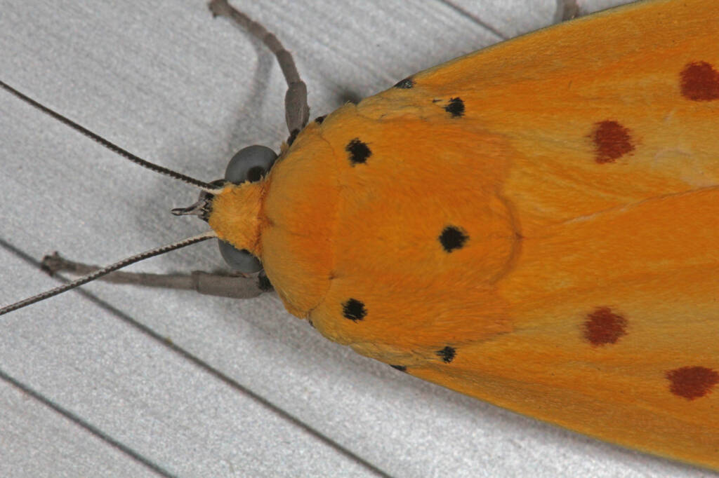 Yellow Tiger Moth (Agape chloropyga), Goodna QLD © Marc Newman