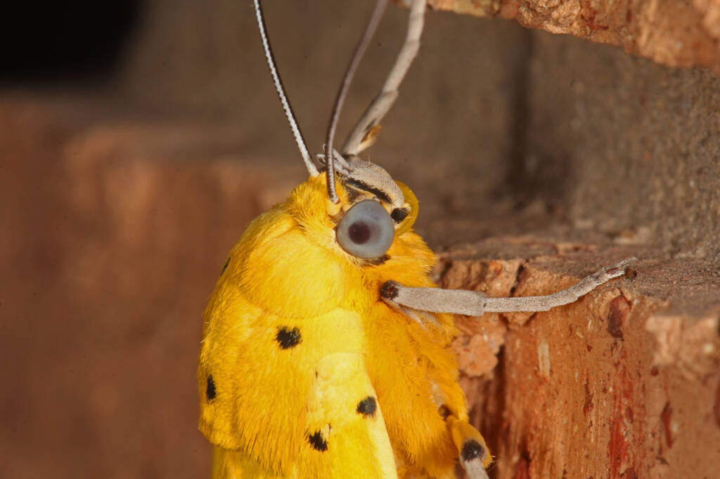 Yellow Tiger Moth (Agape chloropyga), Goodna QLD © Marc Newman