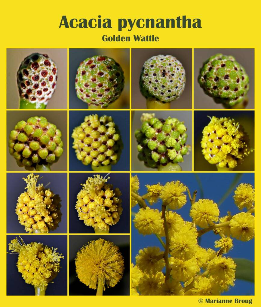 Acacia pycnantha (Golden Wattle) © Marianne Broug