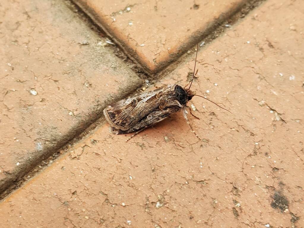 Agrotis munda (Brown Cutworm Moth), Alice Springs NT