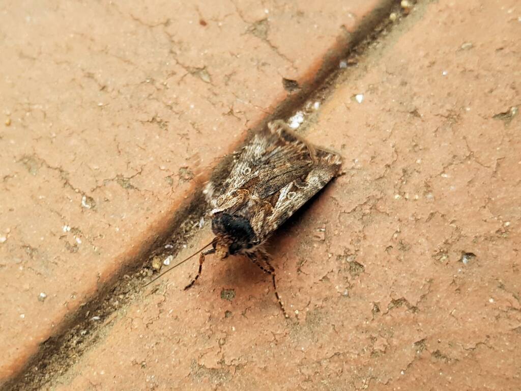 Agrotis munda (Brown Cutworm Moth), Alice Springs NT