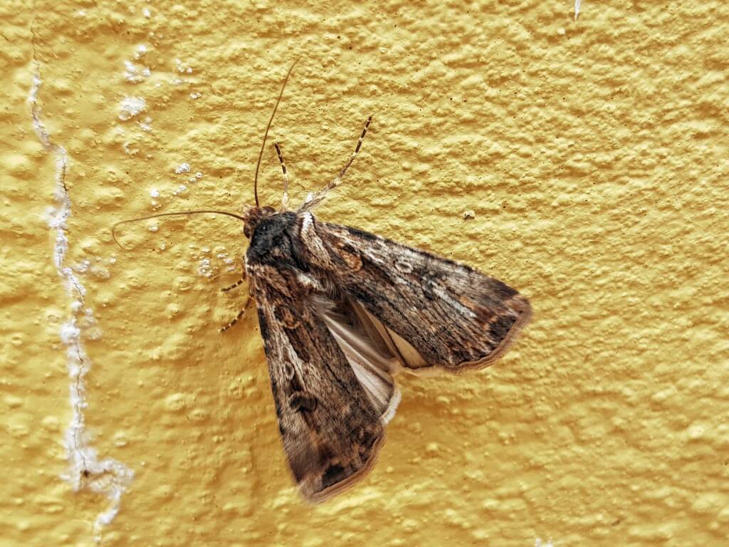 Agrotis munda (Brown Cutworm Moth), Alice Springs NT