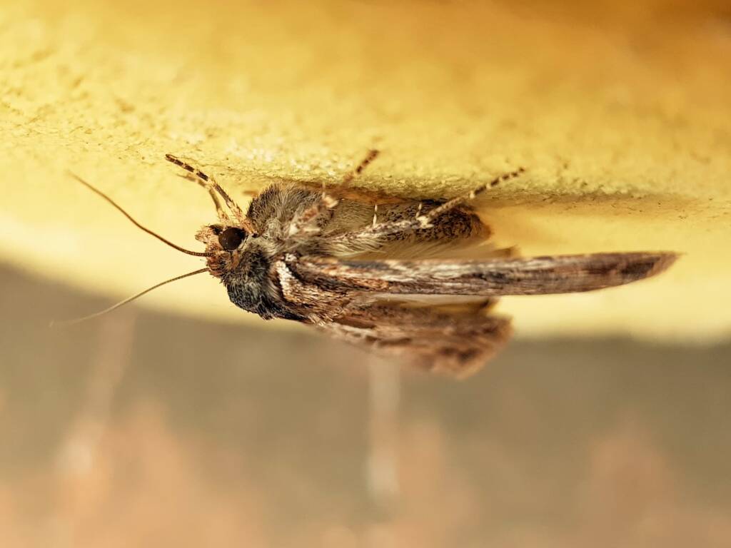 Agrotis munda (Brown Cutworm Moth), Alice Springs NT