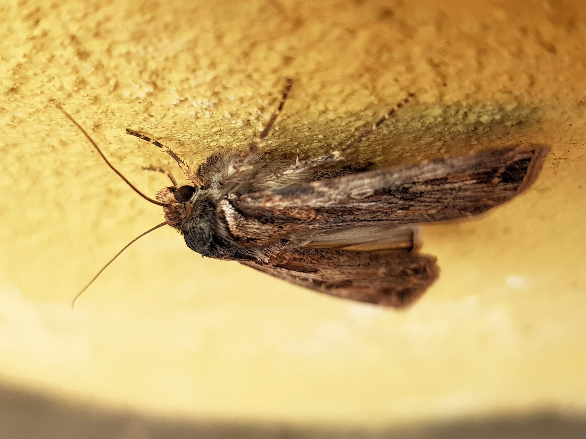 Agrotis munda (Brown Cutworm Moth), Alice Springs NT