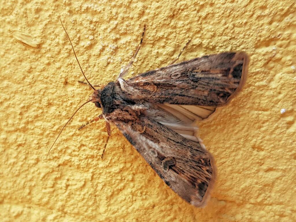 Agrotis munda (Brown Cutworm Moth), Alice Springs NT