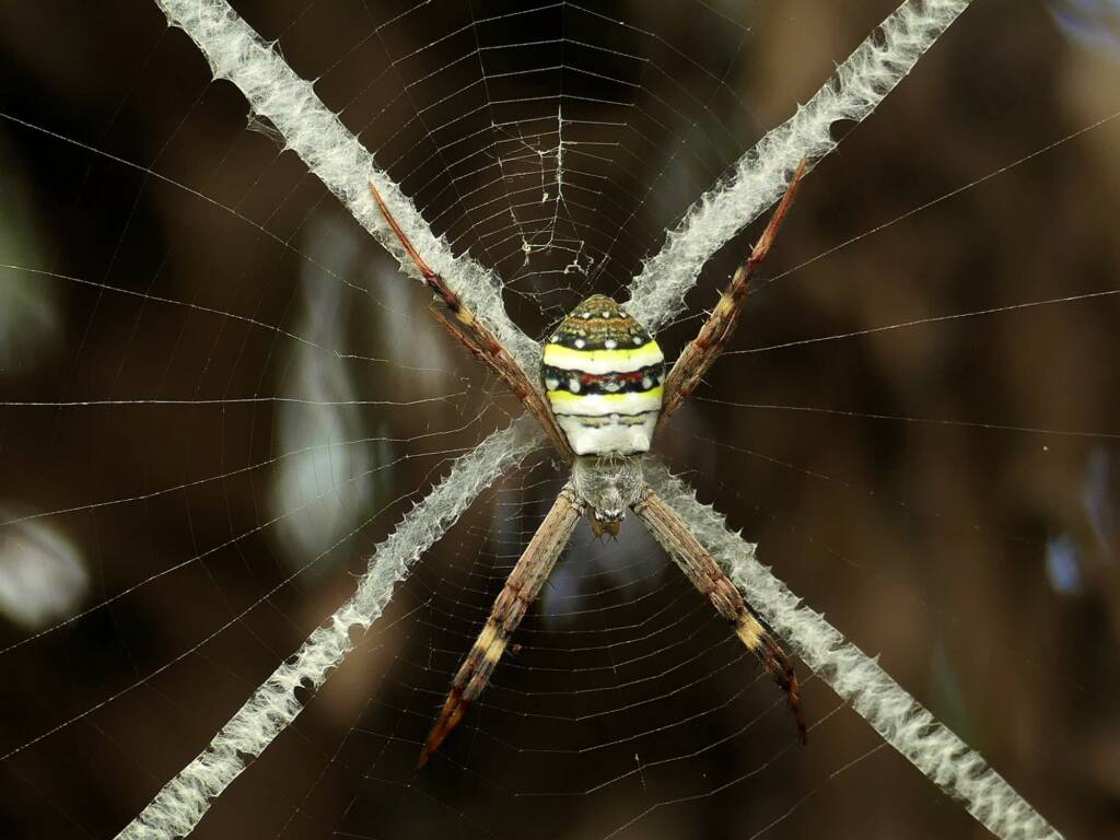 Argiope keyserlingi (Saint Andrew's Cross Spider), Gold Coast QLD © Stefan Jones