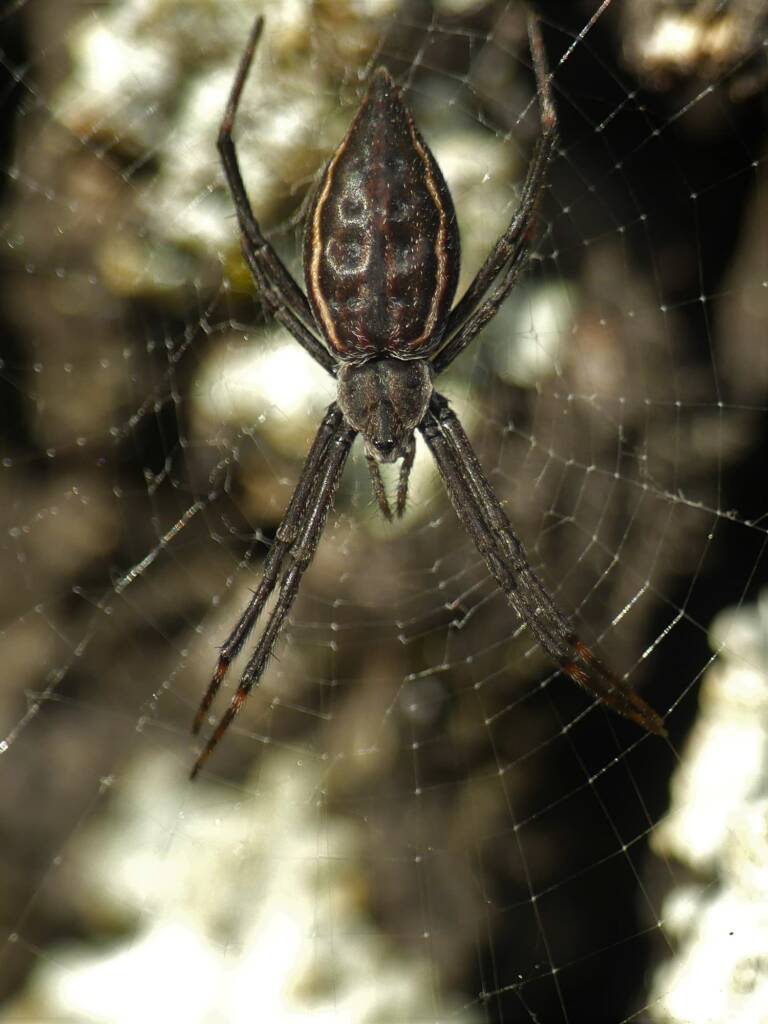 Argiope ocyaloides, Gold Coast QLD © Stefan Jones