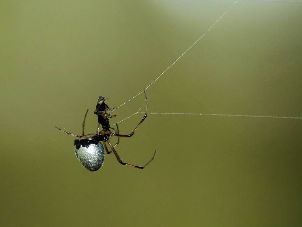 Argyrodes antipodianus (Dew Drop Spider), Gold Coast QLD © Stefan Jones