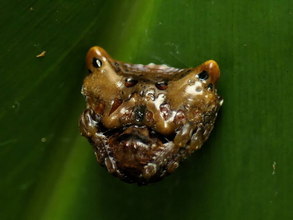 Arkys curtulus (Small Bird-dropping Spider), Gold Coast QLD © Stefan Jones