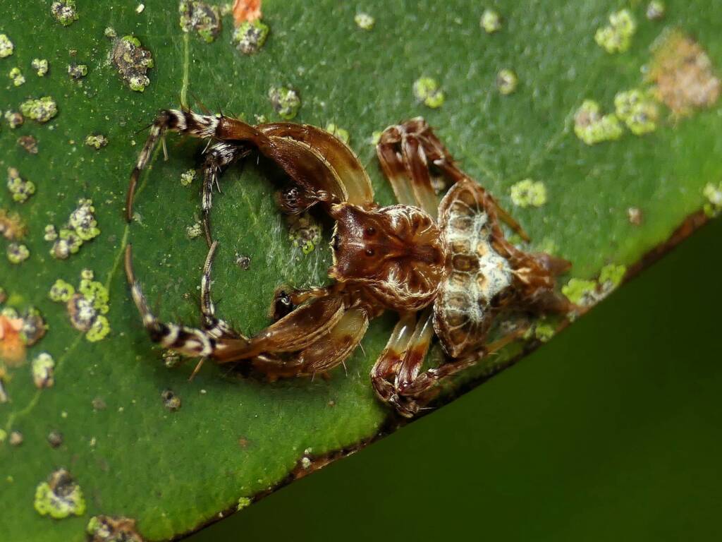 Arkys alatus (Winged Arkys), Gold Coast QLD © Stefan Jones