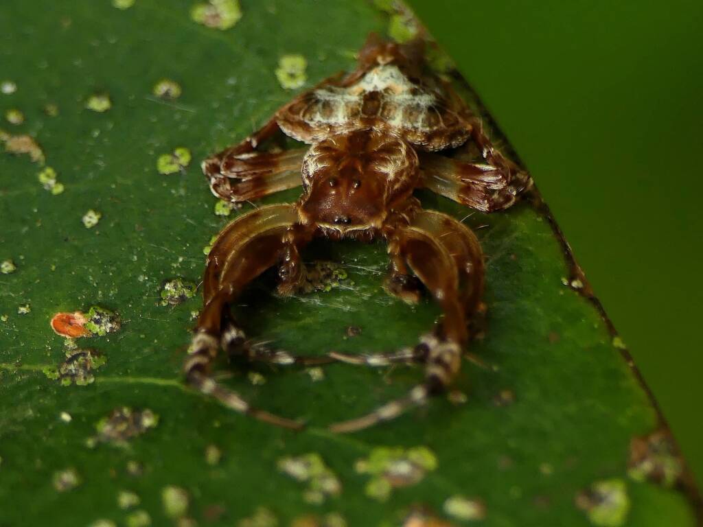 Arkys alatus (Winged Arkys), Gold Coast QLD © Stefan Jones
