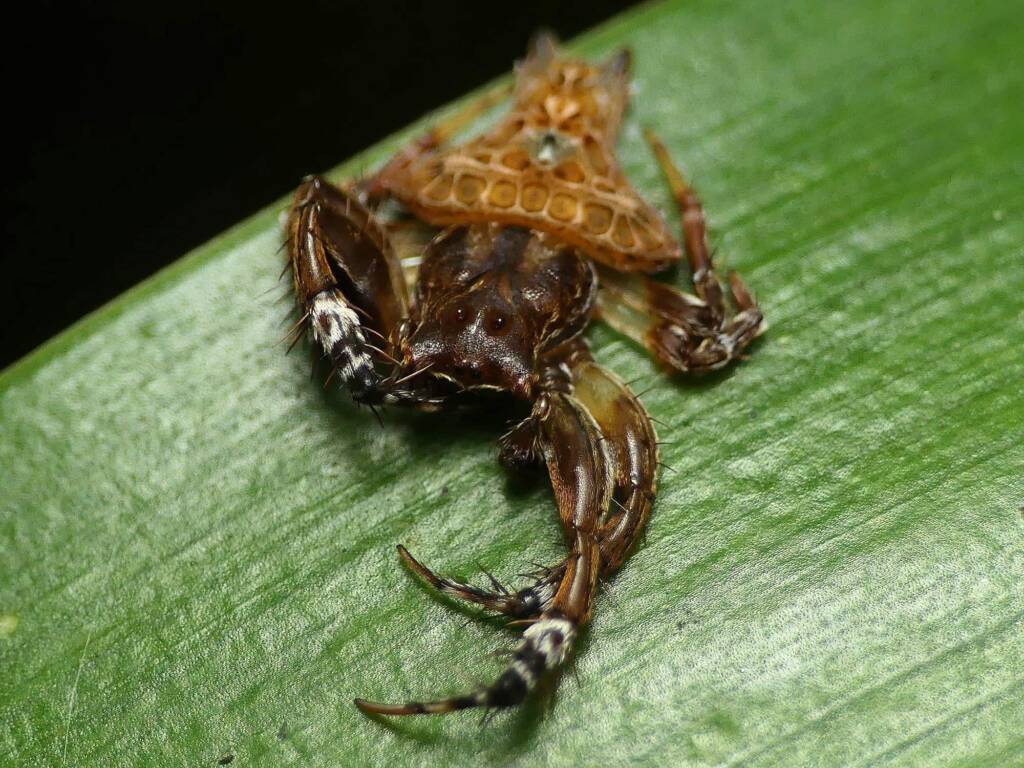 Arkys alatus (Winged Arkys), Gold Coast QLD © Stefan Jones