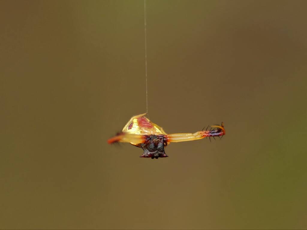 Arkys cornutus (Horned Triangular Spider), Gold Coast QLD © Stefan Jones