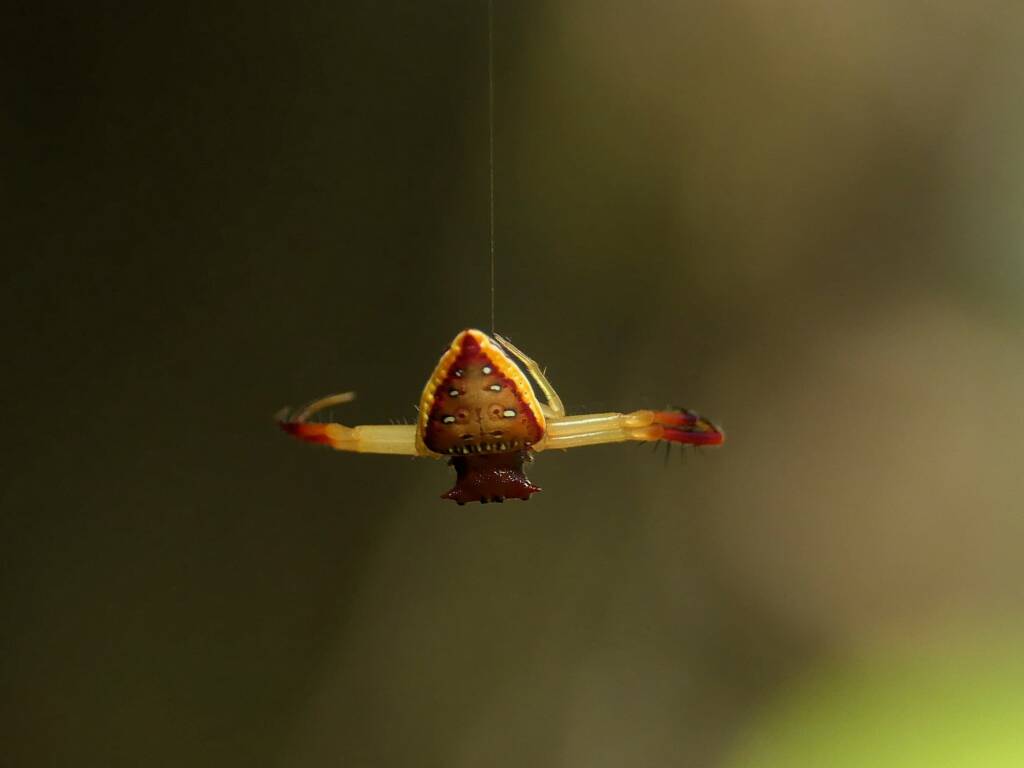 Arkys cornutus (Horned Triangular Spider), Gold Coast QLD © Stefan Jones
