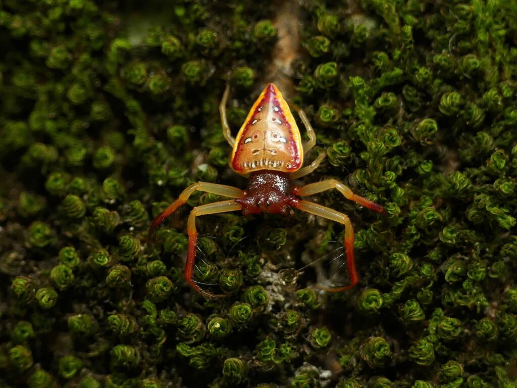 Arkys cornutus (Horned Triangular Spider), Gold Coast QLD © Stefan Jones
