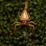 Arkys cornutus (Horned Triangular Spider), Gold Coast QLD © Stefan Jones