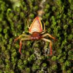 Arkys cornutus (Horned Triangular Spider), Gold Coast QLD © Stefan Jones