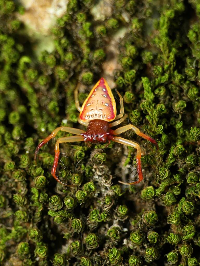 Arkys cornutus (Horned Triangular Spider), Gold Coast QLD © Stefan Jones