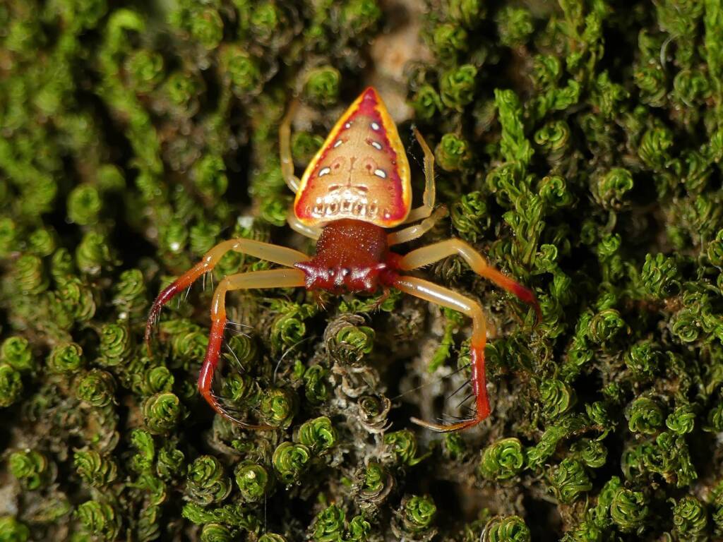 Arkys cornutus (Horned Triangular Spider), Gold Coast QLD © Stefan Jones