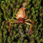 Arkys cornutus (Horned Triangular Spider), Gold Coast QLD © Stefan Jones