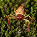 Arkys cornutus (Horned Triangular Spider), Gold Coast QLD © Stefan Jones
