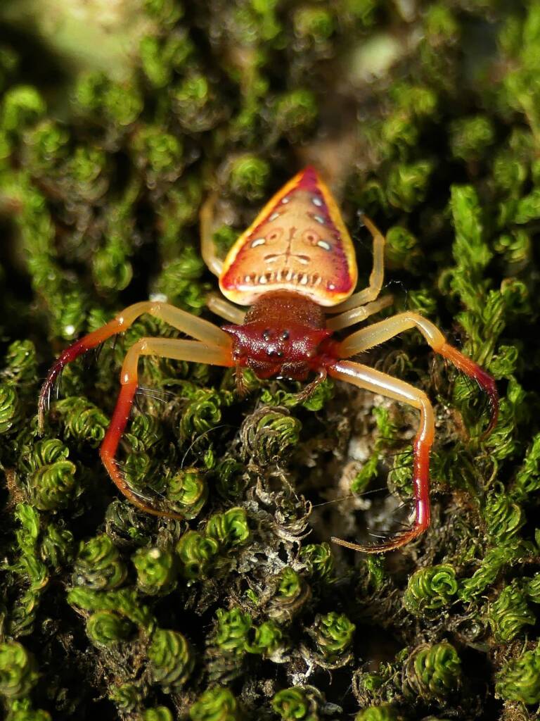 Arkys cornutus (Horned Triangular Spider), Gold Coast QLD © Stefan Jones