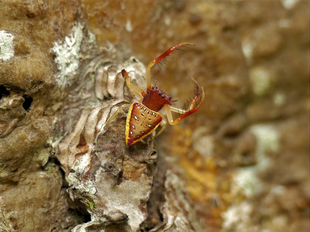 Arkys cornutus (Horned Triangular Spider), Gold Coast QLD © Stefan Jones