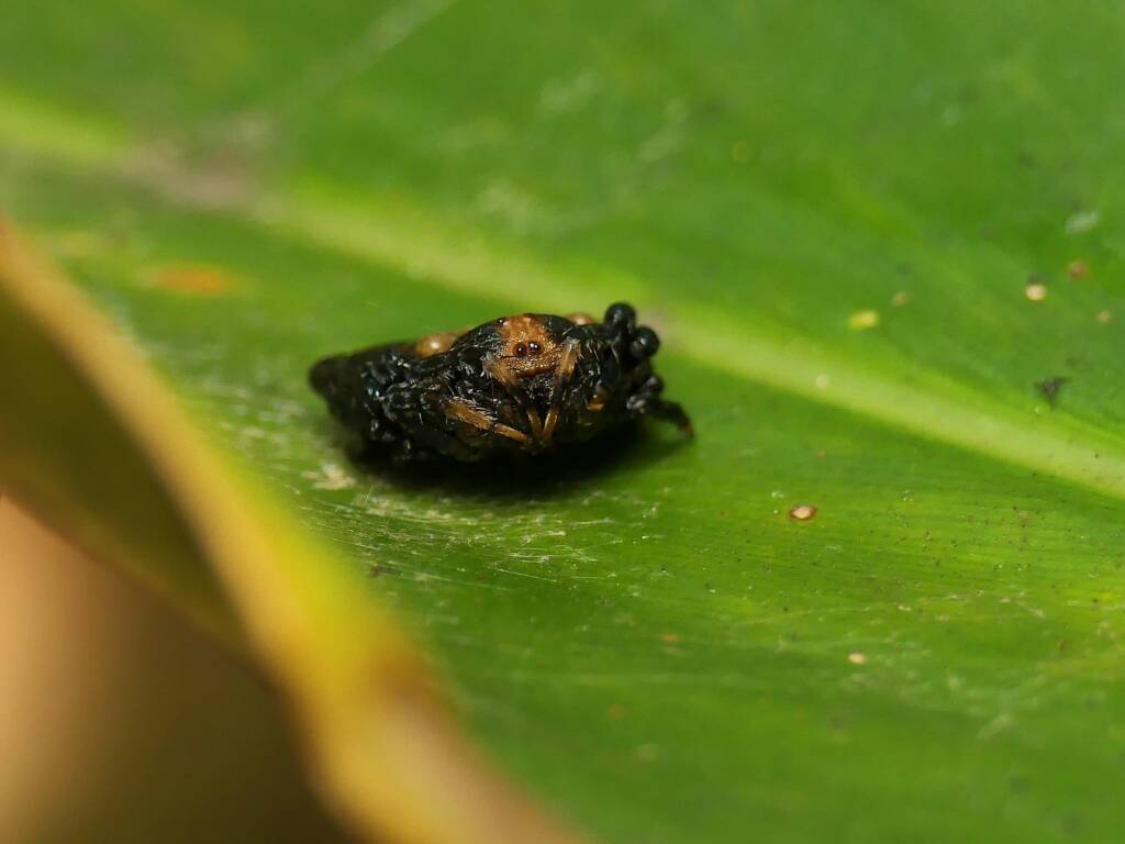 Arkys curtulus (Bird-dropping Spider), Gold Coast QLD © Stefan Jones