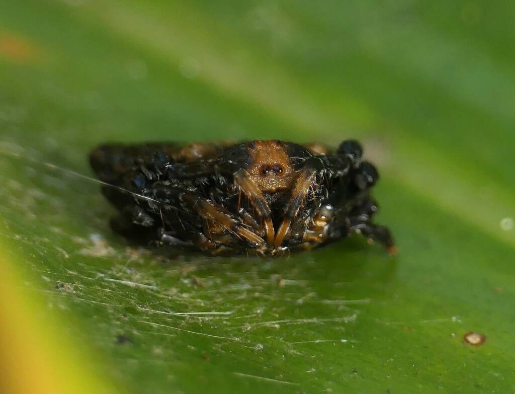 Arkys curtulus (Bird-dropping Spider), Gold Coast QLD © Stefan Jones