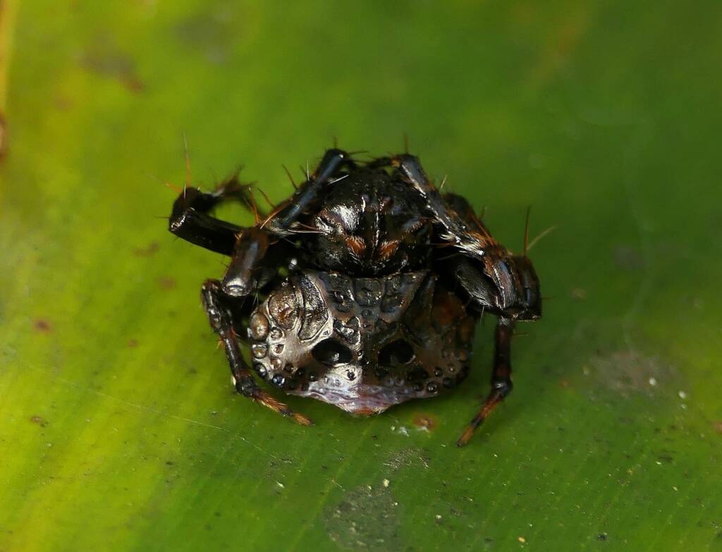 Arkys curtulus (Bird-dropping Spider), Gold Coast QLD © Stefan Jones