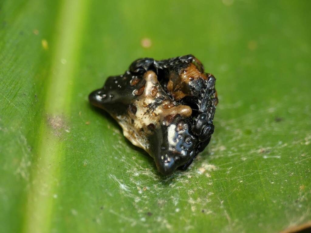 Arkys curtulus (Bird-dropping Spider), Gold Coast QLD © Stefan Jones