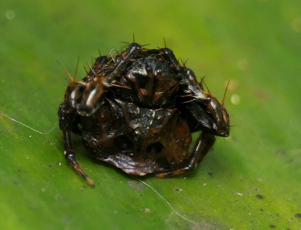 Arkys curtulus (Bird-dropping Spider), Gold Coast QLD © Stefan Jones