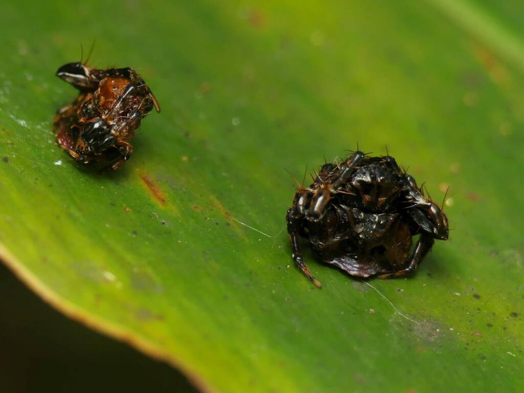 Arkys curtulus (Bird-dropping Spider), Gold Coast QLD © Stefan Jones